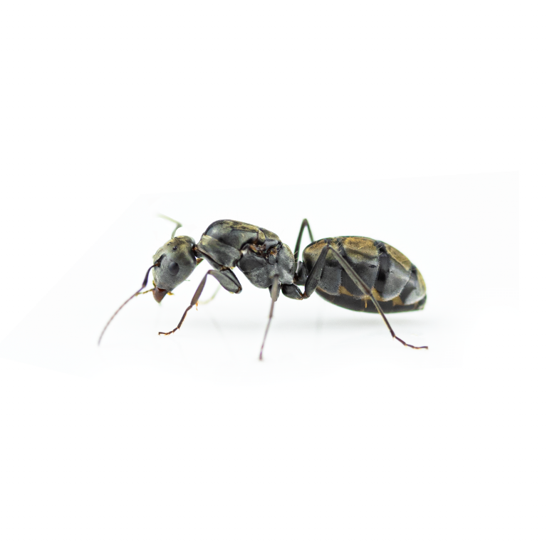 Camponotus flavomarginatus